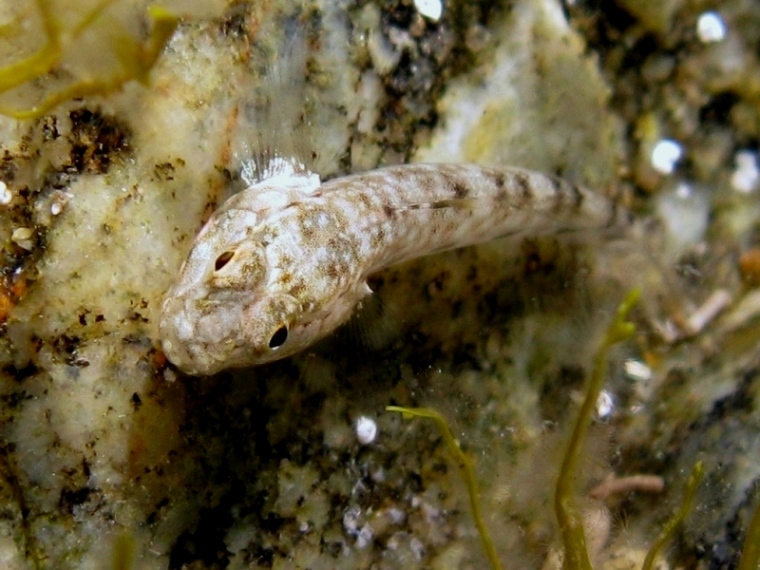 juvenile Gobius cobitis